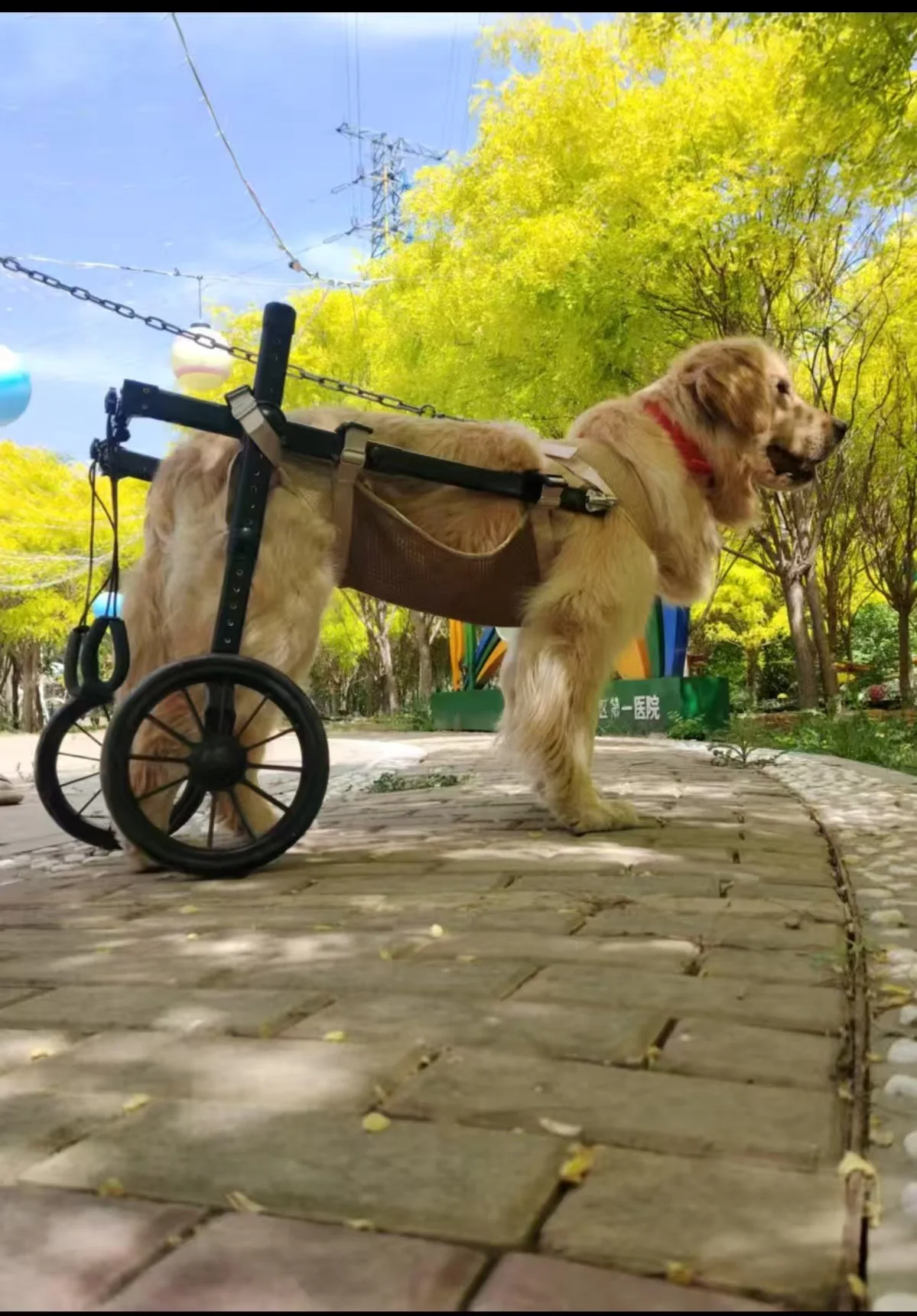 Perro grande en silla de ruedas en camino de tierra