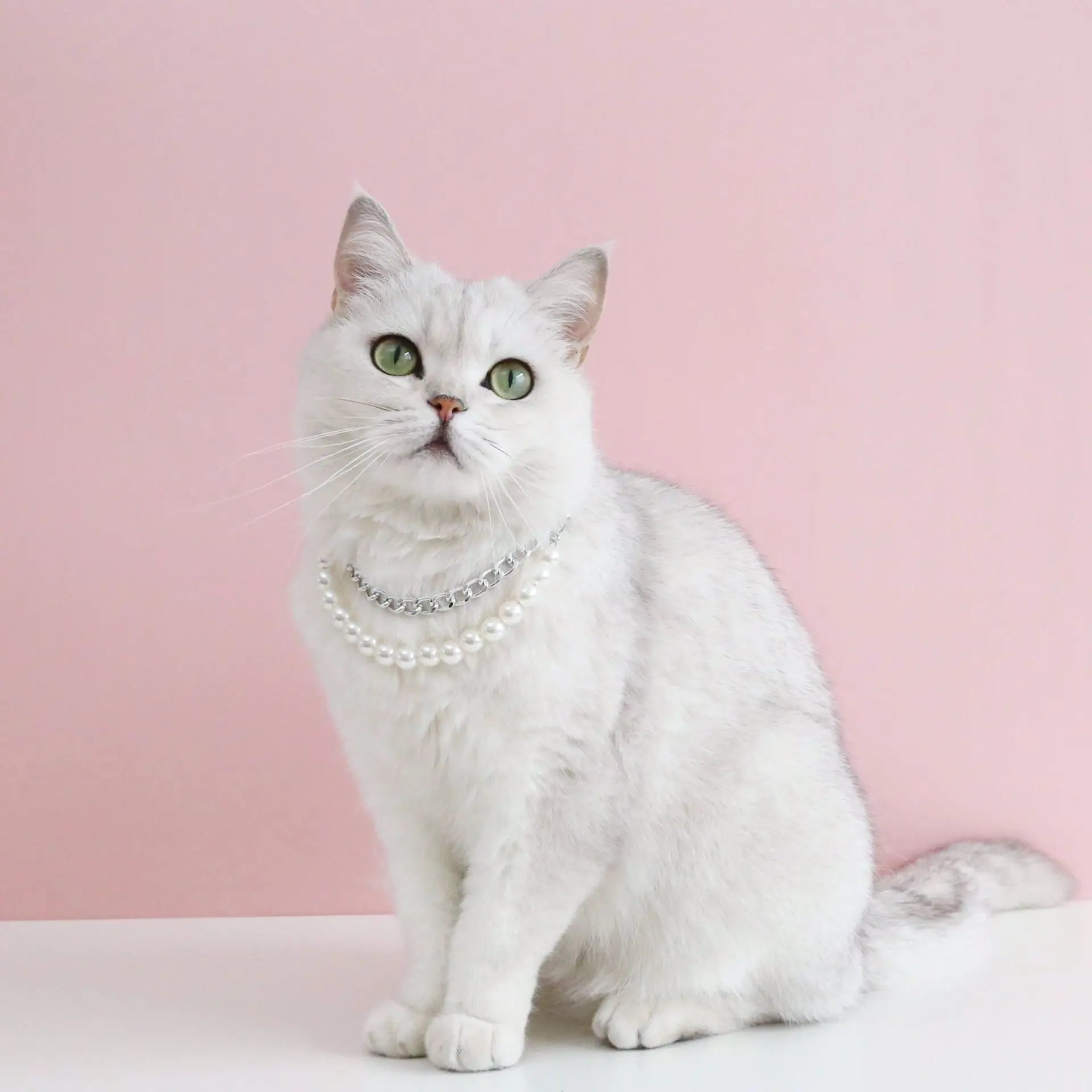 Collar de perlas de lujo para cachorros y gatos, joyería, accesorios para mascotas, Collar de cadena ajustable con cinta, colgante de perlas para gatos - imagen 5