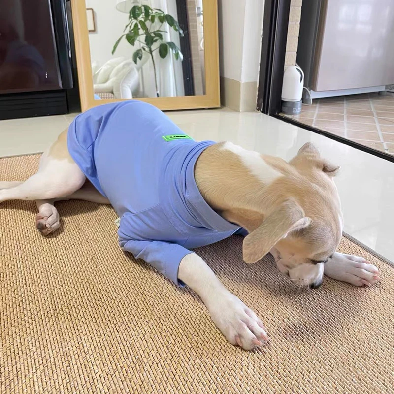 Camiseta 100% de algodón para primavera y verano, abrigo elástico suave para Huibit Whipbit para Bedlington Greyhound, pijamas de perro morado claro con cuello alto - imagen 4