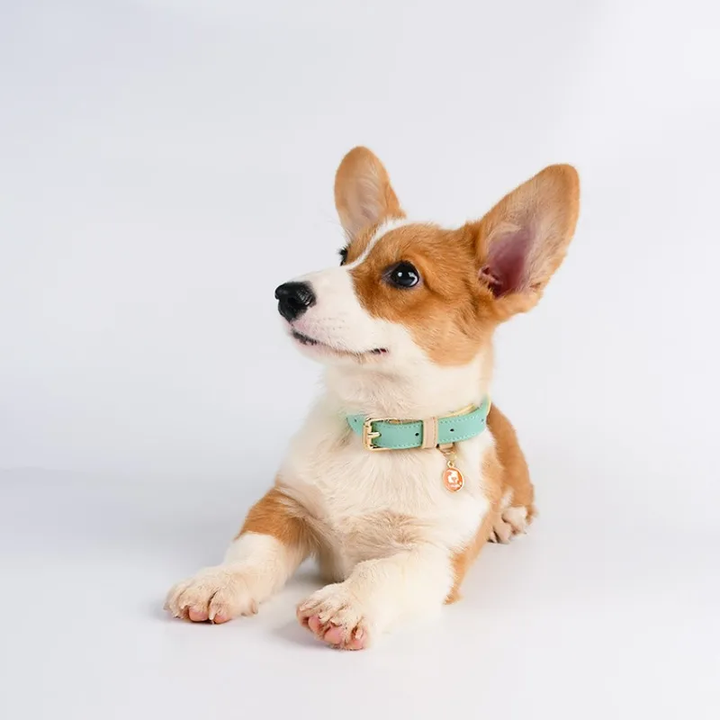 Colorblock-Collar de cuero para mascotas, accesorio básico, ligero, ajustable, suave, para cachorros y perros pequeños y medianos - imagen 2