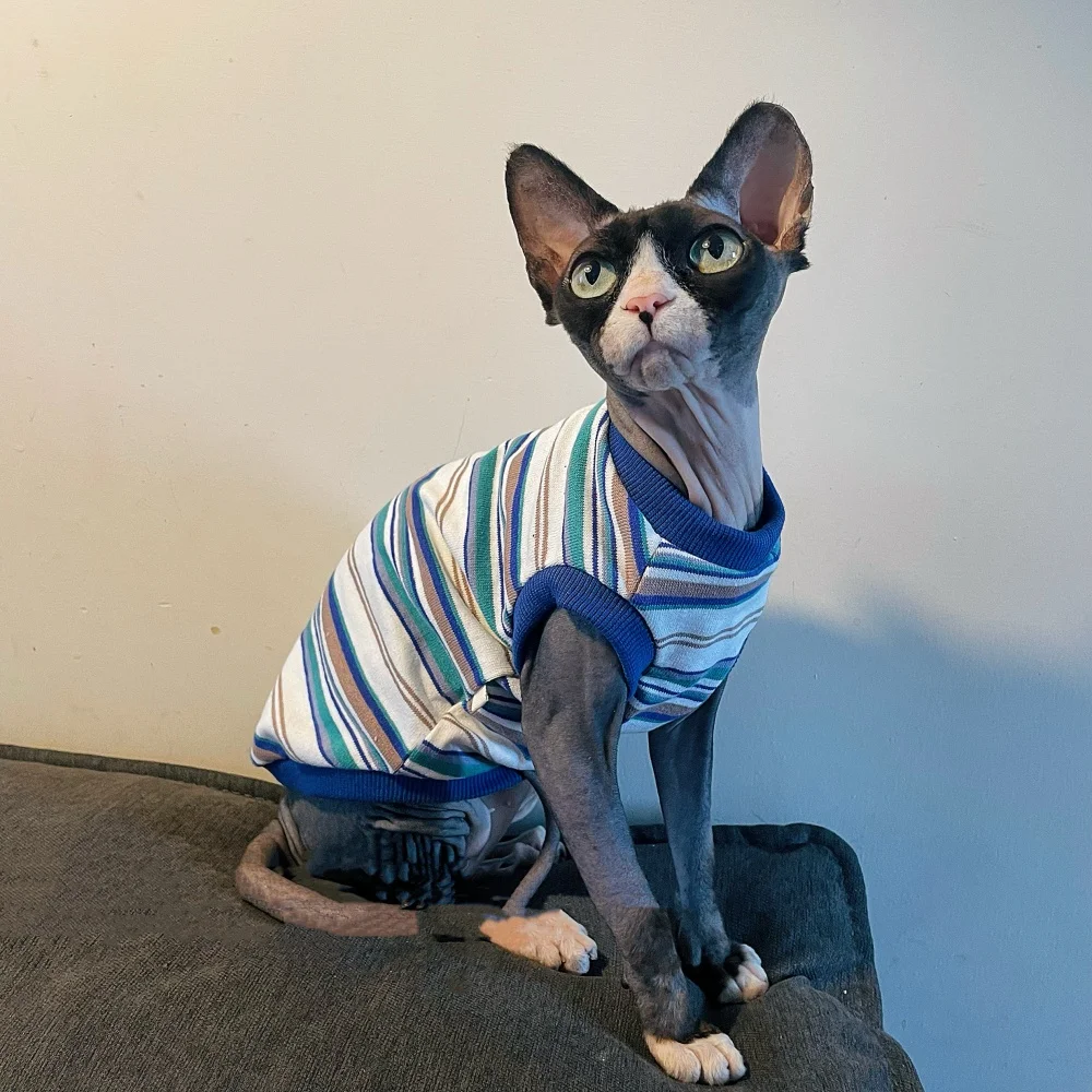 Ropa para gatos Sphynx camiseta de algodón primavera - verano chaleco a rayas para gatos masculinos Devon Rex elstic abrigo manga corta suave - imagen 2