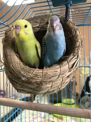 Nido tejido a mano para aves hogar cálido jardín