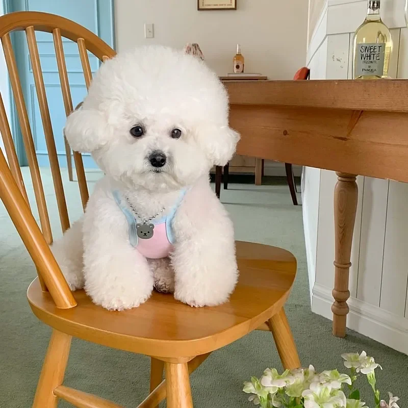 Lindo chaleco de verano para mascotas, ropa para perros medianos, chalecos transpirables para mascotas, camiseta con estampado de animales para perros y gatos, tirantes bonitos de peluche Yorkshire - imagen 4