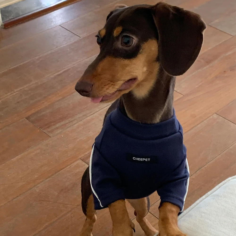 Abrigo reflectante primavera para perro Dachshund – Disfraz adorable - imagen 3