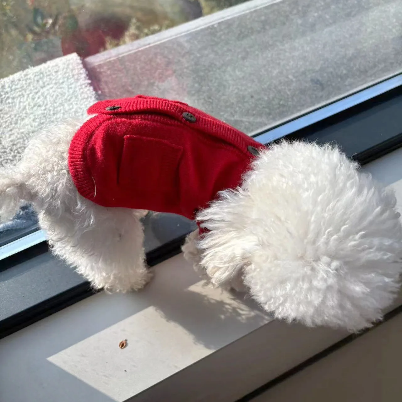 Chaleco de Cachemira tejido para otoño/invierno para mascotas, suéter de otoño/invierno, cárdigan, abrigo rojo de Navidad cálido y cómodo, suéter para perros pequeños - imagen 4