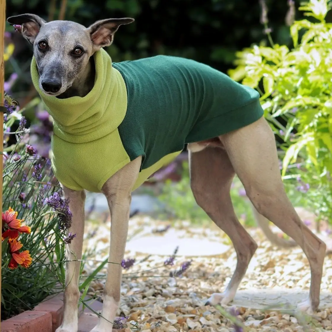 Suéter forro polar verde cuello alto para Whippet y Galgo Español - imagen 2