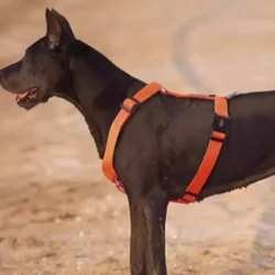 Arnés para perros grandes sin tirones – Antideslizante y resistente