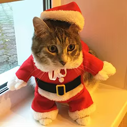 Disfraces navideños para gatos y perros