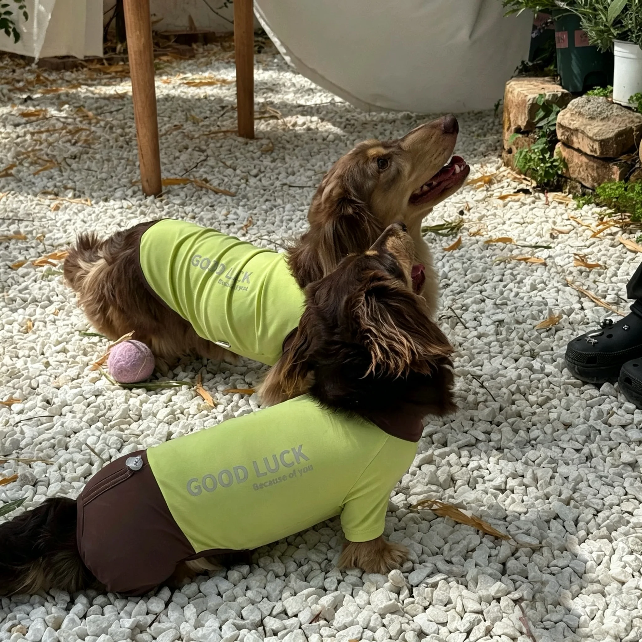 Camiseta refrescante verano para Dachshund – Resistente insectos y transpirable - imagen 4
