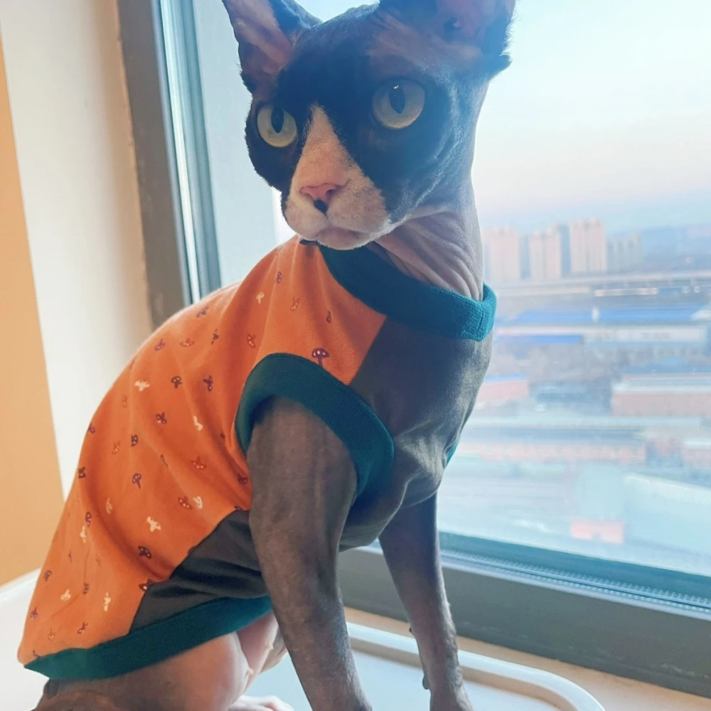 Ropa de gato Primavera Verano Camisa de algodón para Sphynx Moda Abrigo azul de manga corta para gatos Perros Mono de dibujos animados para Devon Rex - imagen 4