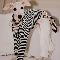 Mono a rayas de algodón para perros Whippet y galgo italiano