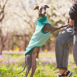 Camisa azul de algodón para perros medianos Whippet y galgo italiano
