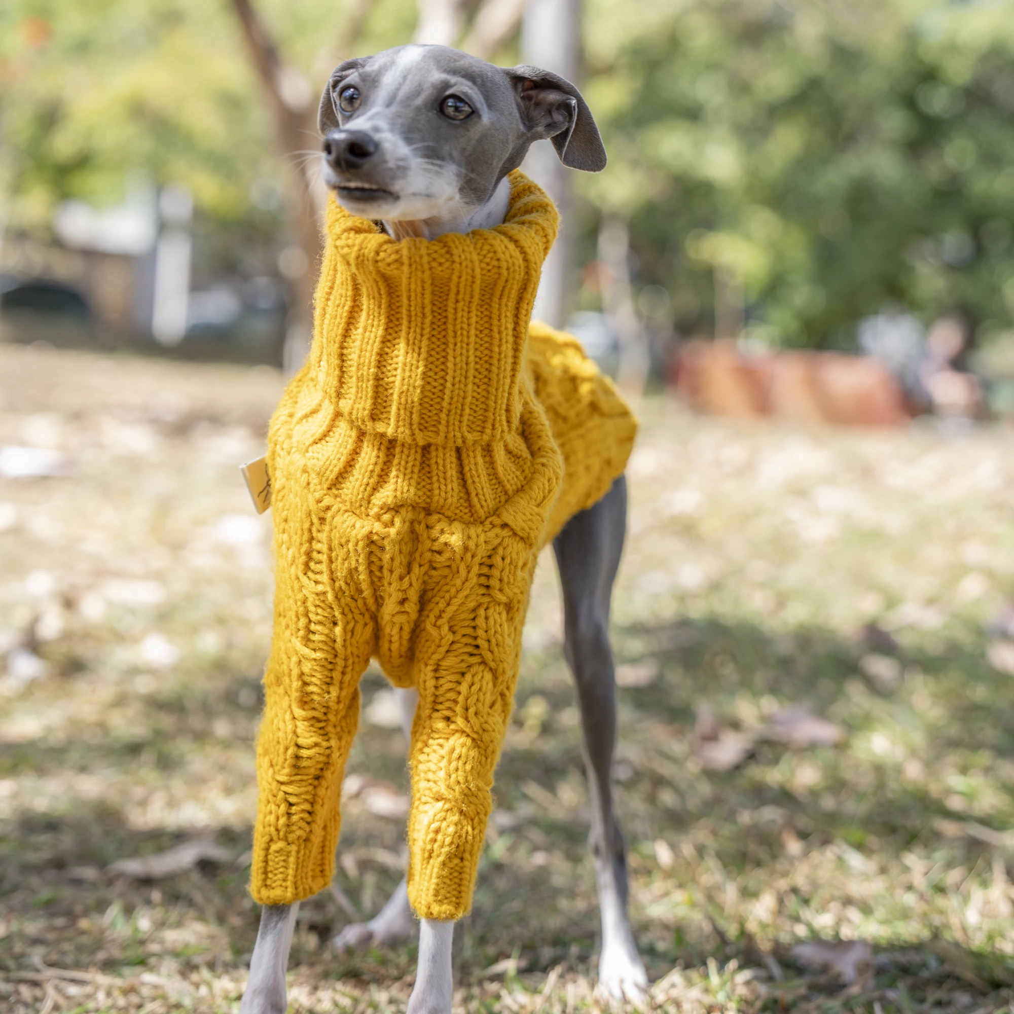 Suéter cálido de otoño para mascotas, ropa elegante de cuello alto para galgo italiano, ropa Whippet - imagen 2