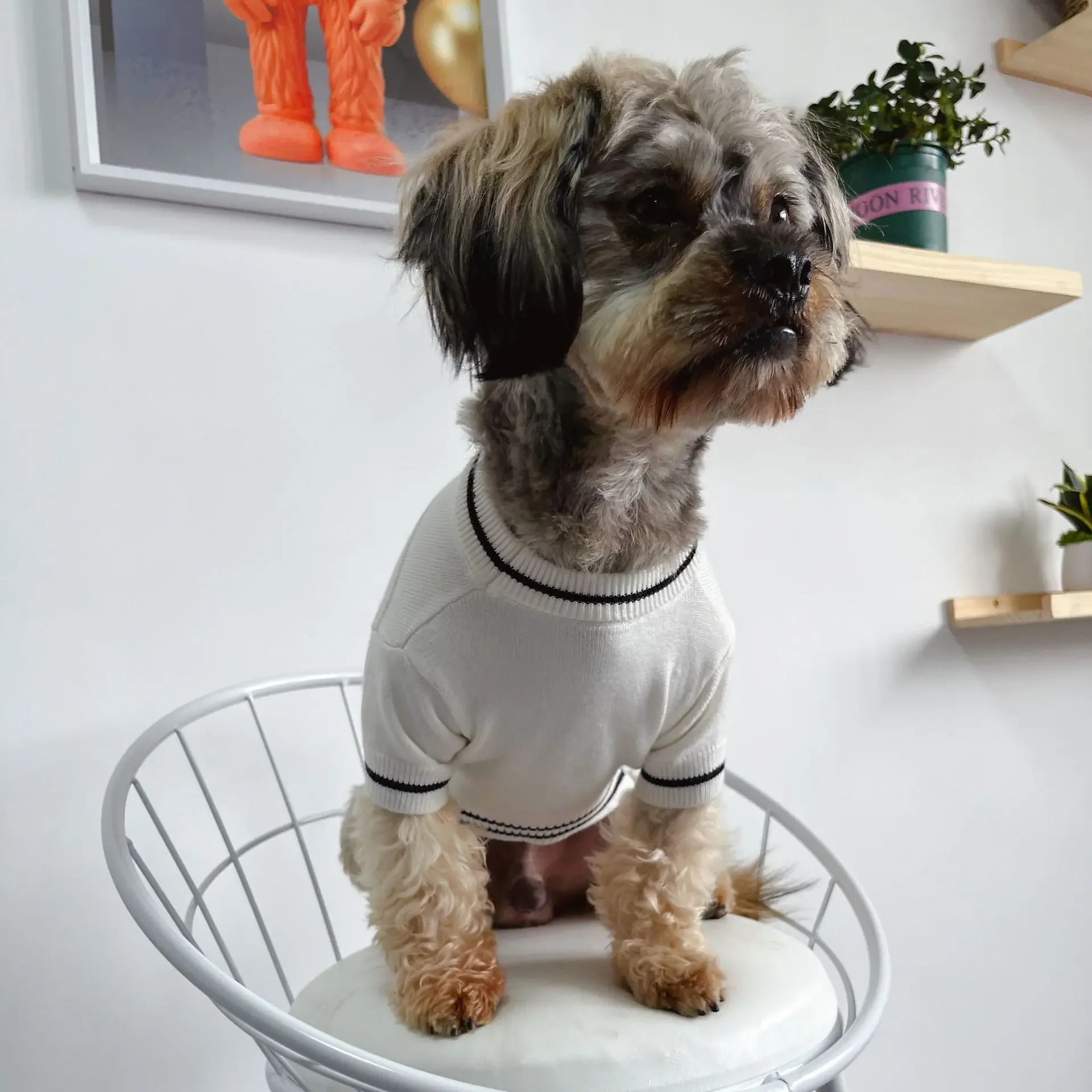 Pet Chunqiu Tide marca Color sólido tejido cálido suéter Teddy ropa pequeña cómoda - imagen 4