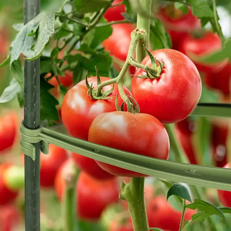 Enredadera para plantas trepadoras, marco de soporte para plantas, enrejado de verduras, jaula de soporte para plantas trepadoras verticales, soporte para enrejados - imagen 4