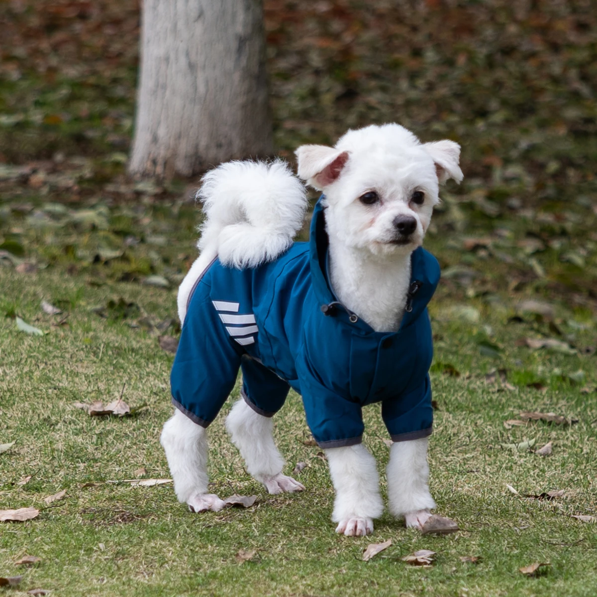 Chubasquero impermeable con capucha para perros pequeños y gatos - imagen 5