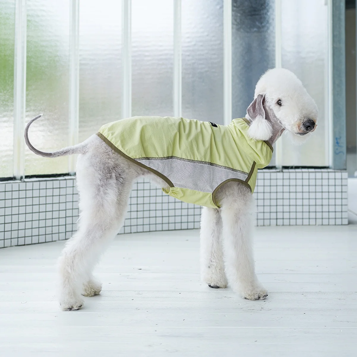 Chaleco protector solar transpirable de verano azul UPF50 + para perros, camiseta enfriadora de malla verde claro para galgo italiano en primavera - imagen 4