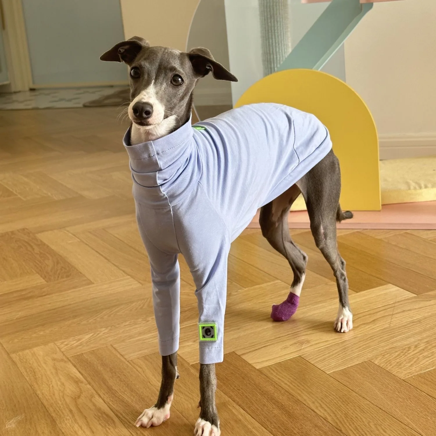 Camiseta 100% de algodón para primavera y verano, abrigo elástico suave para Huibit Whipbit para Bedlington Greyhound, pijamas de perro morado claro con cuello alto - imagen 2