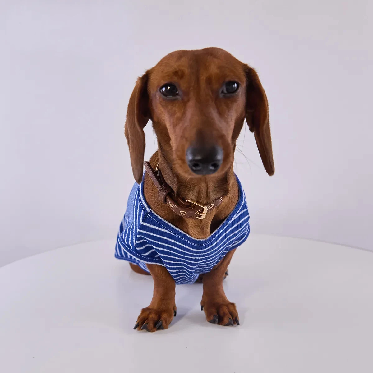 Camiseta a rayas para Dachshund – Manga corta verano