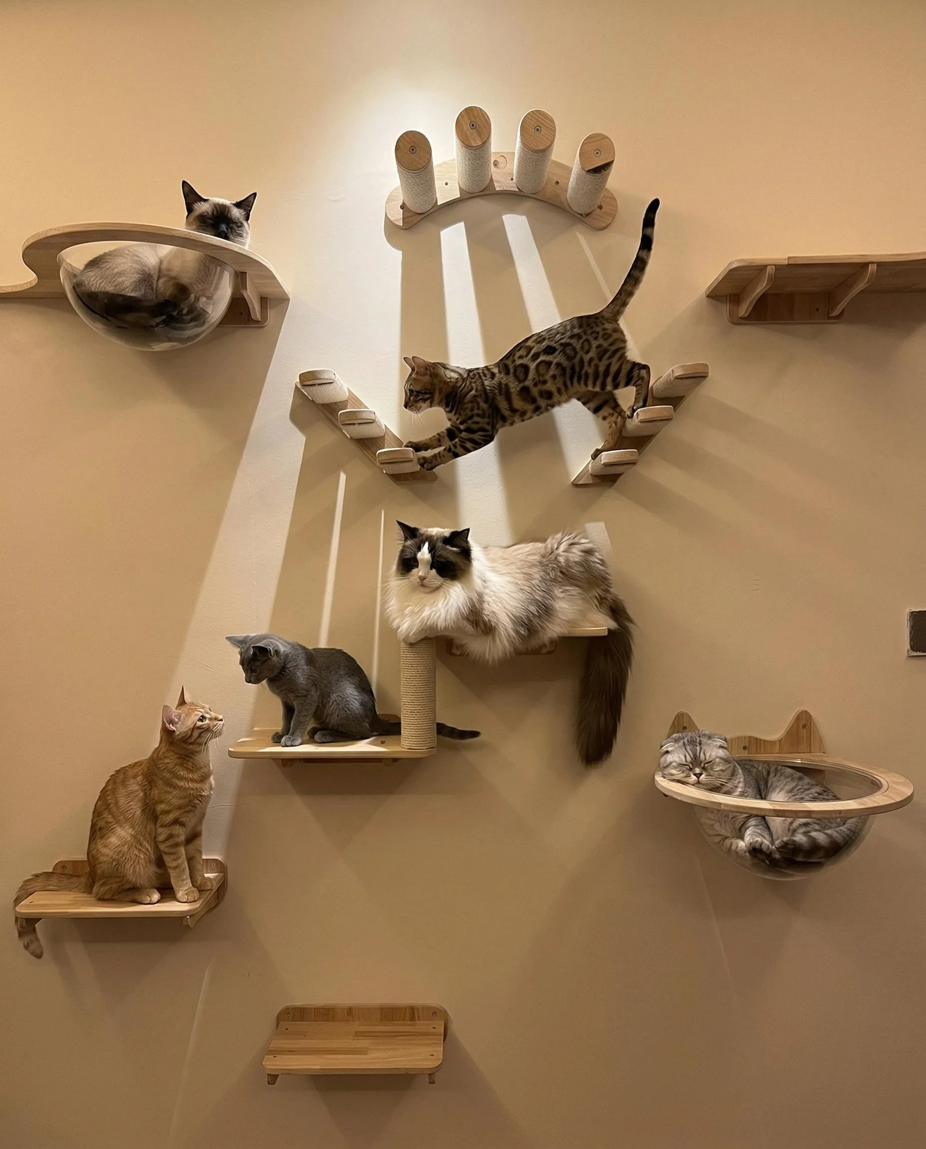 Estantes trepadores con torre de escalada para gato - imagen 4