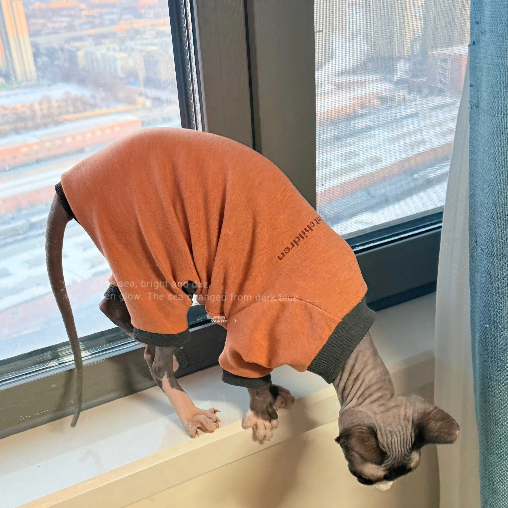 Mono suave invierno para gato Sphynx – Abrigo cálido de algodón - imagen 3