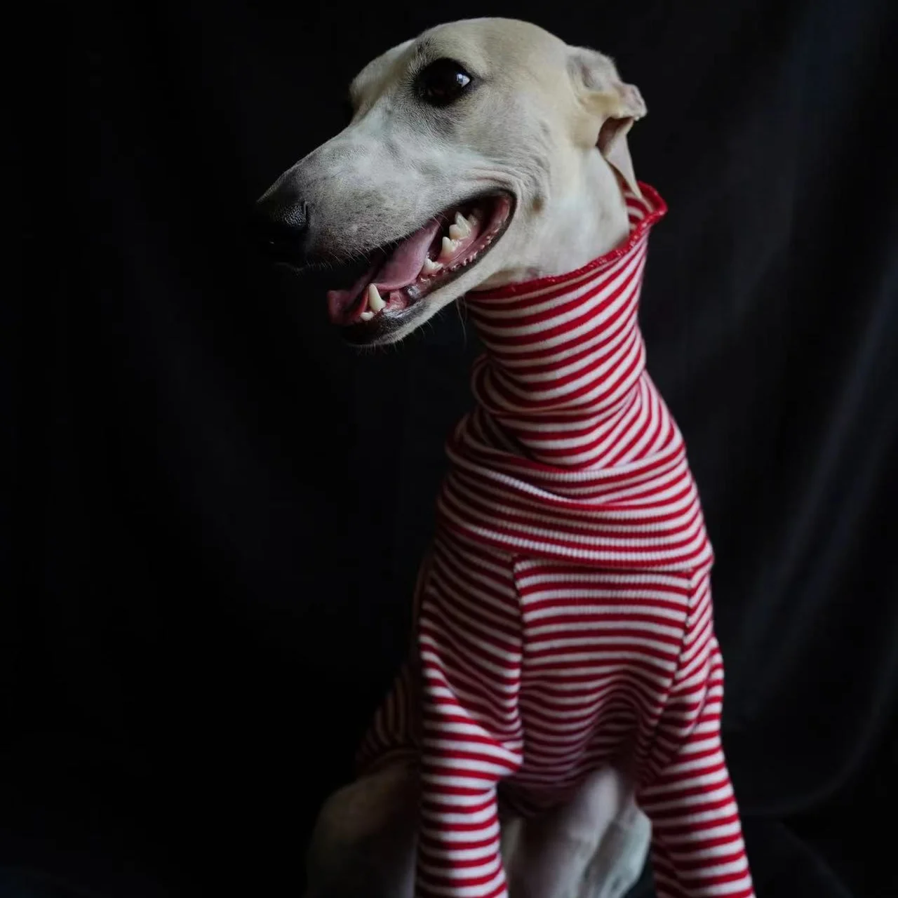 Sudadera clásica de rayas rojas con cuello alto para galgo italiano, abrigo suave y cálido de manga larga para primavera para perros Whippet en otoño - imagen 3