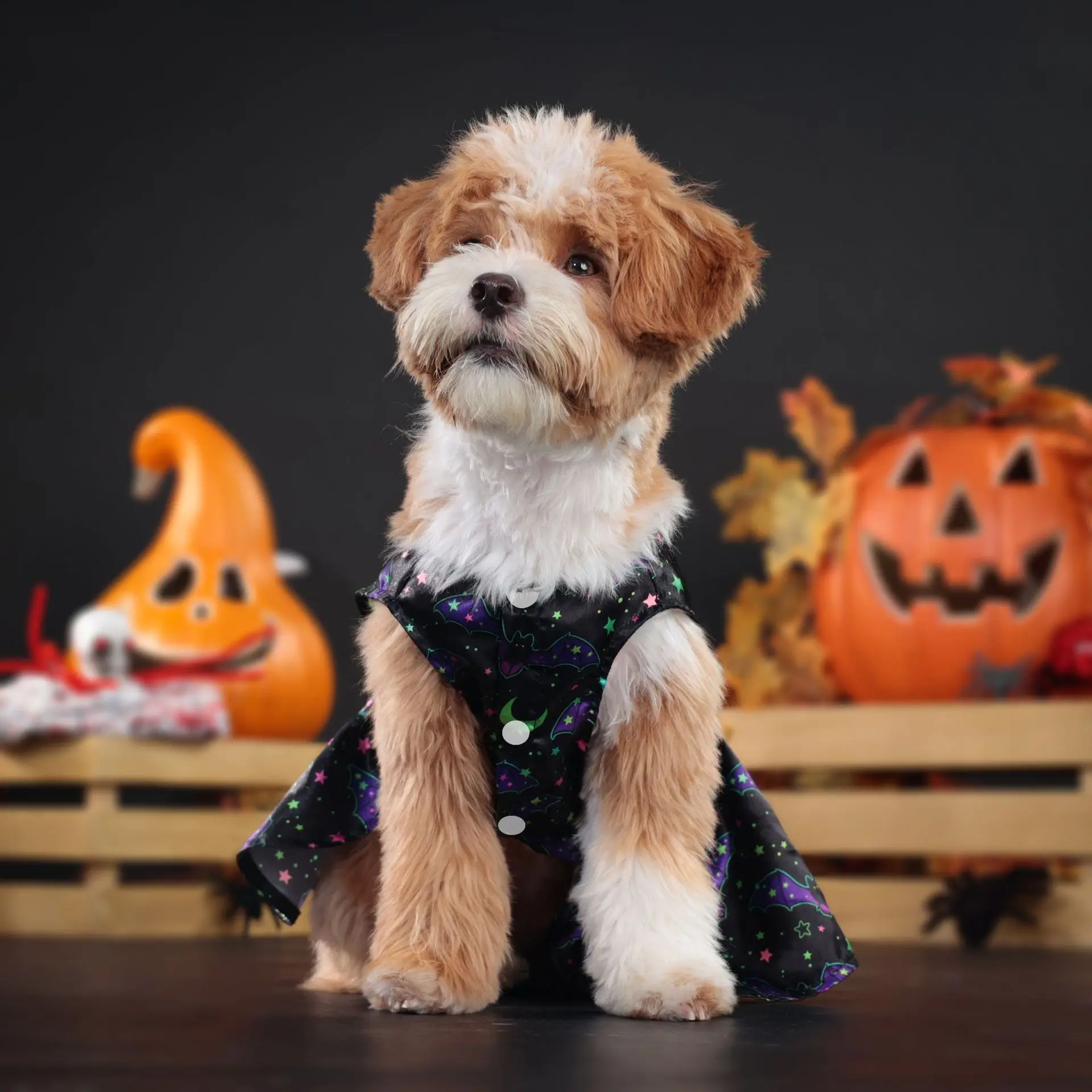 Vestido de Halloween para mascotas, disfraz de calabaza y murciélago para perros pequeños y medianos, traje de fiesta, gran oferta - imagen 4