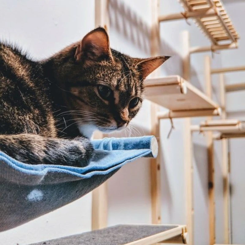 Hamaca de pared para gatos, hamacas colgantes para gatos, luz de fijación, suspensión para gatos, ventosa y estantes montados en paredes, cama, productos para gatos - imagen 4