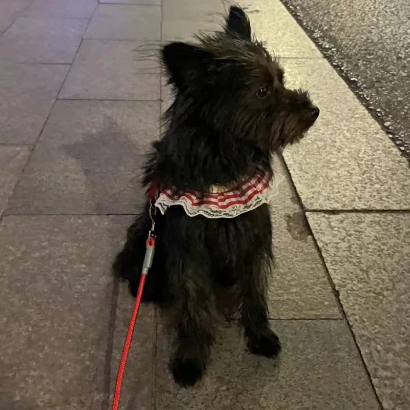 Arnés y Bandana 2 en 1 para perros pequeños, conjunto de correa para perros y gatos, Chihuahua, Yorkshire y cachorros - imagen 4