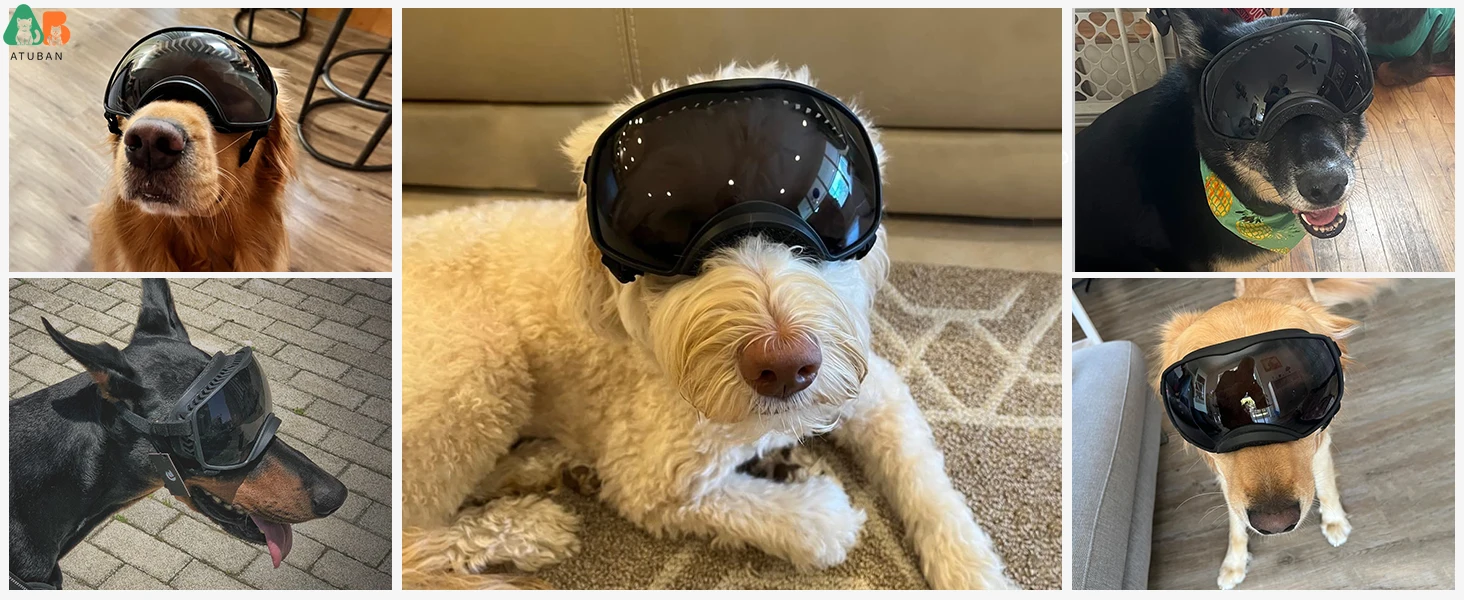 glasses for dogs