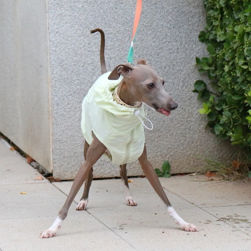 Chaleco impermeable con protección solar para galgo italiano - imagen 4