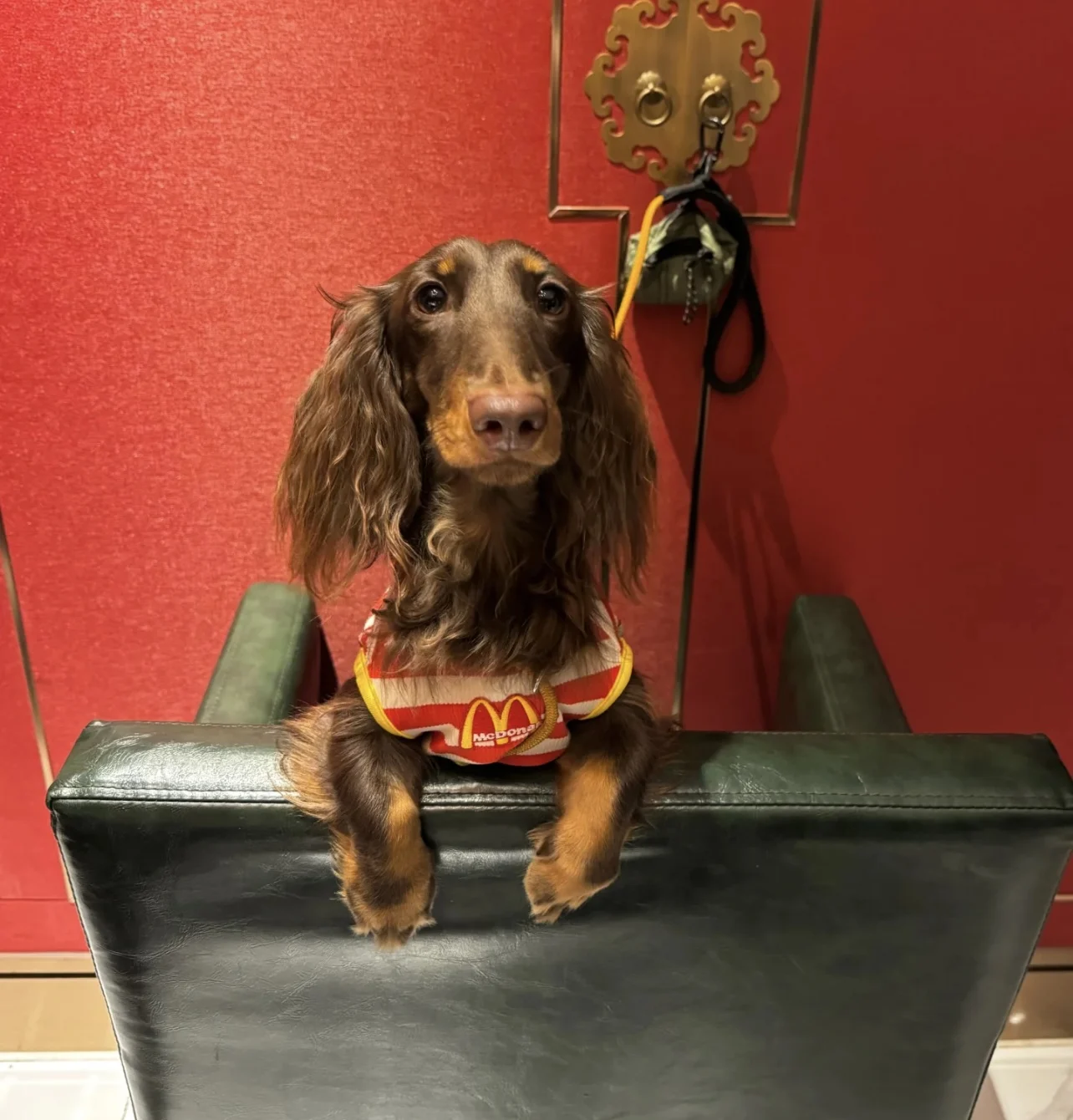Camisa de moda, chaqueta de primavera y verano para perro salchicha con sombrero, ropa de rayas rojas de tejón para mascotas, traje para abrigo de tejón de medios pequeños