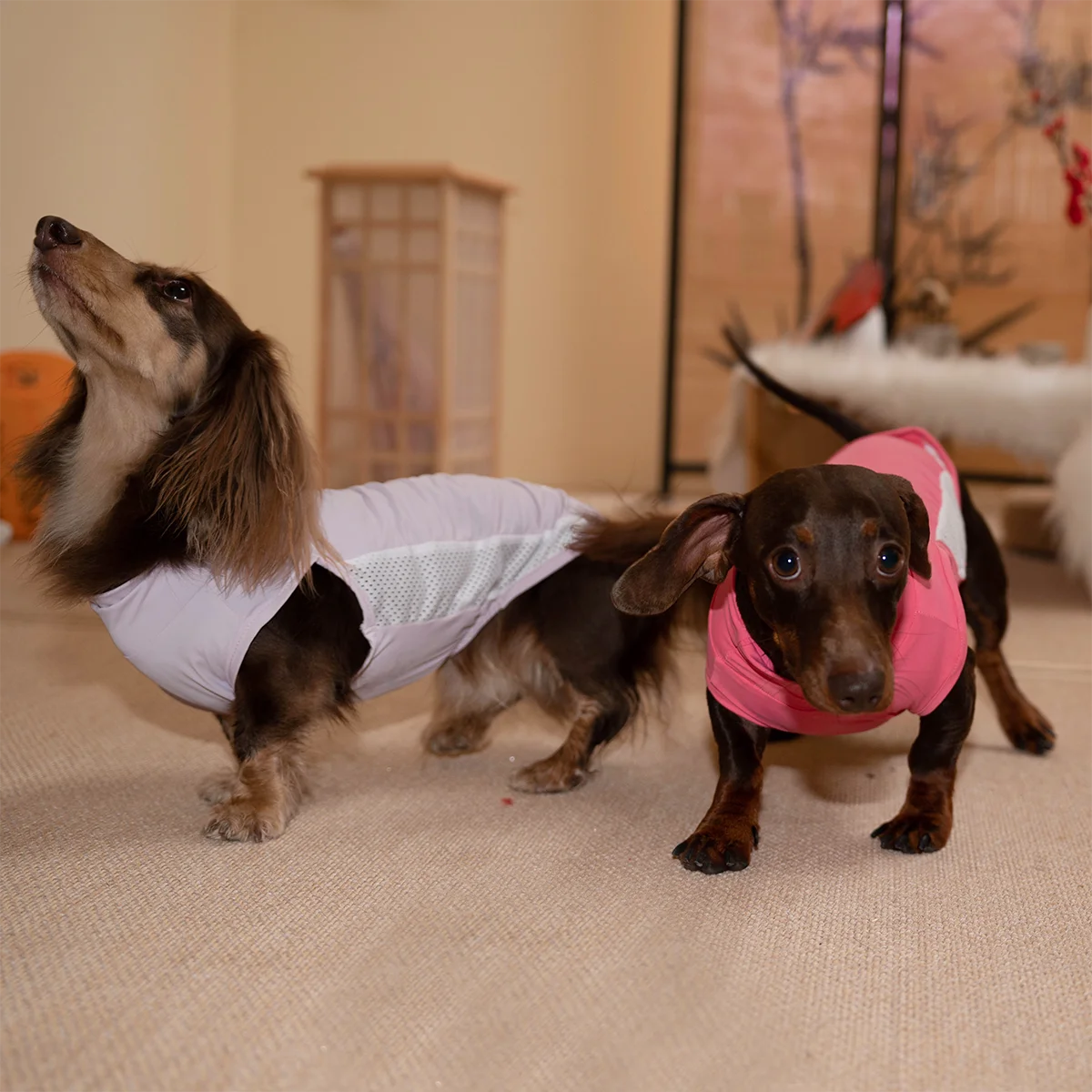 Traje ligero verano perro Dachshund transpirable fresco secado rápido - imagen 2