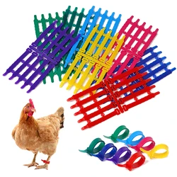 Anillo identificador para gallinas – 78mm, 8 colores, pack 30 o 50 uds