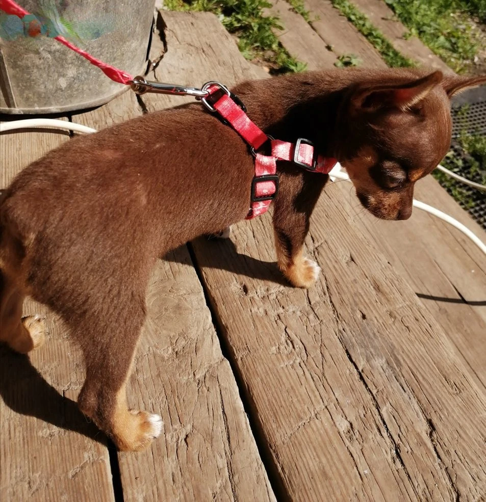 Correa ajustable para perro pequeño, arnés con estampado de hueso para Chihuahua, accesorios para cachorros, juego de correas - imagen 3