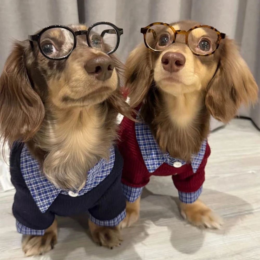 Camisa jersey caballero ropa para perro salchicha – cómodo elegante - imagen 4