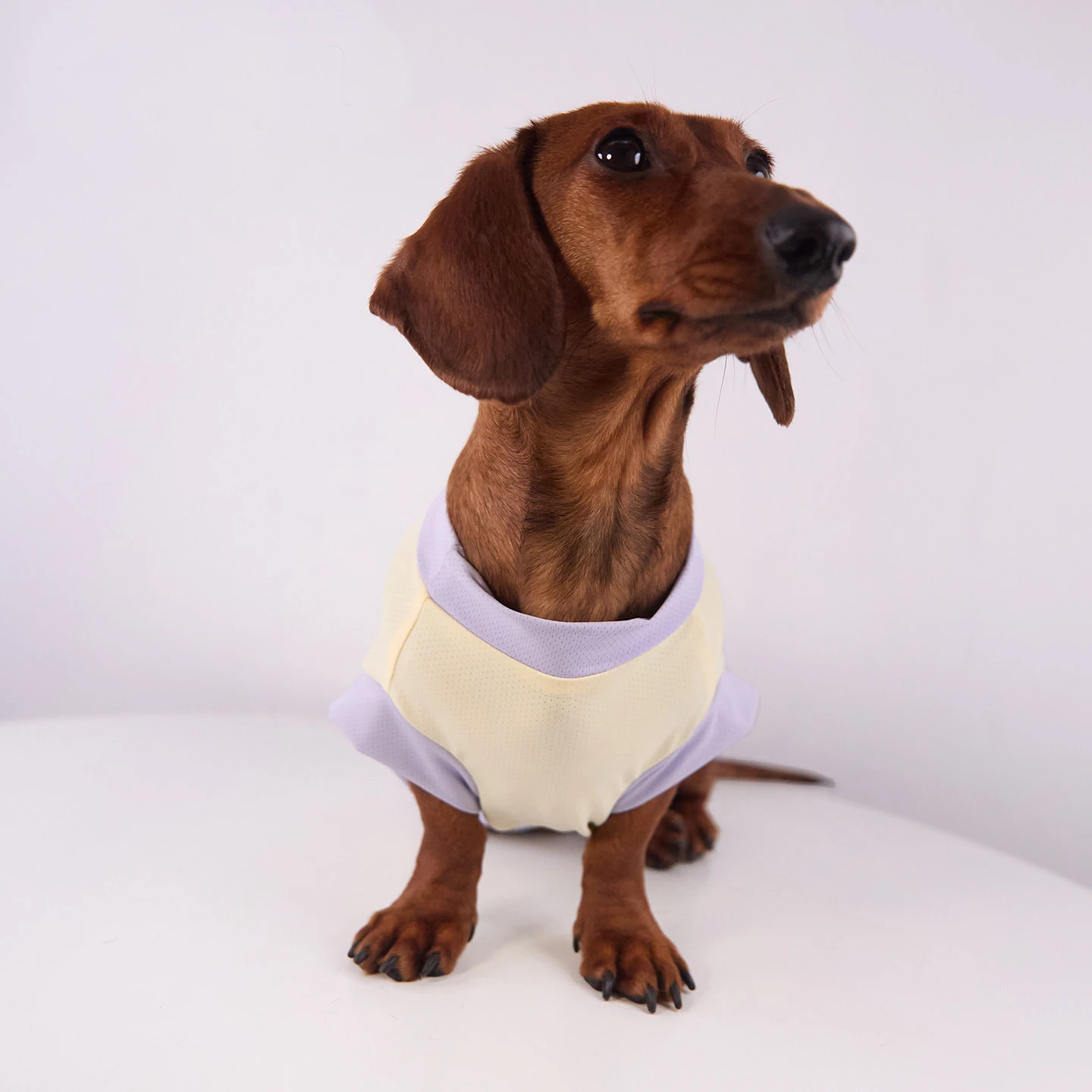 Ropa veraniega para perros: camiseta transpirable con alta ventilacion - imagen 4