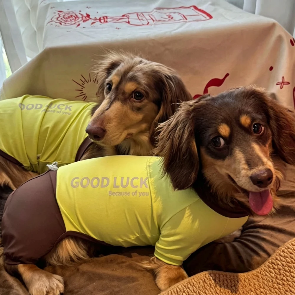 Camiseta refrescante verano para Dachshund – Resistente insectos y transpirable