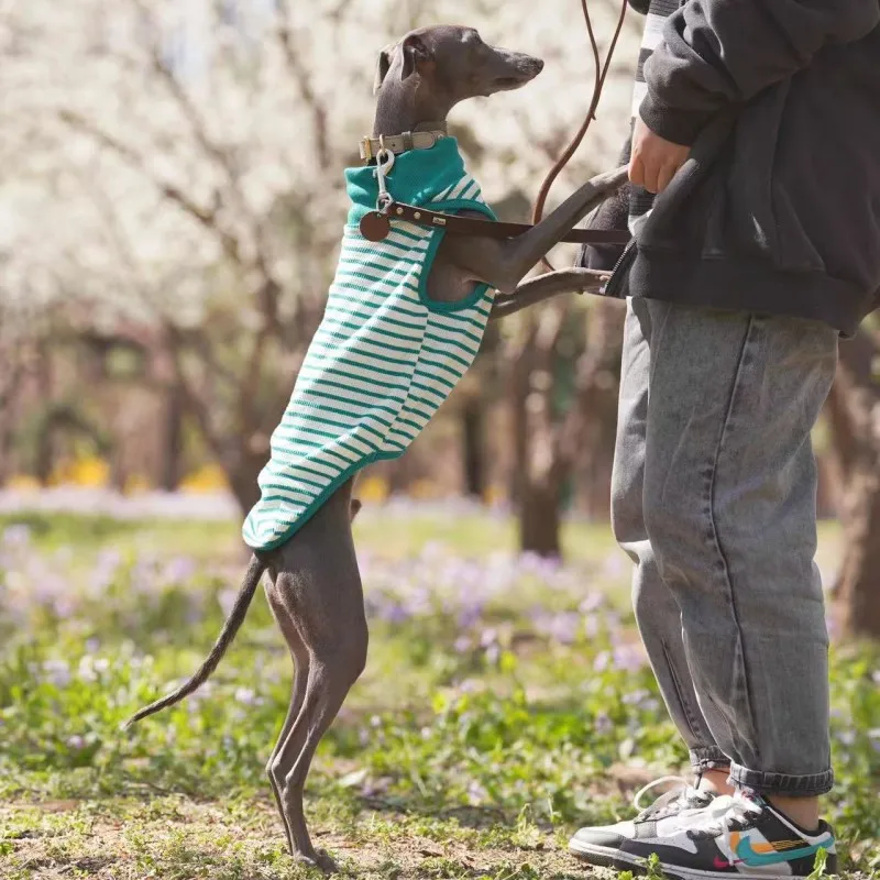 Chaleco elástico a rayas de algodón estilo sin mangas italiano Greyhound/Gyg/Whippet/Sheepdog/Doberman verde y blanco - imagen 4