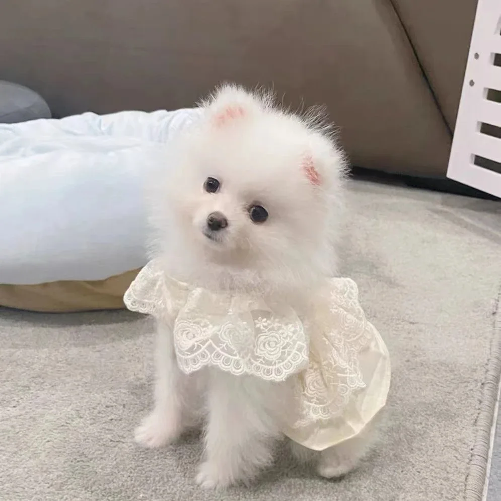 Vestido de encaje para mascotas, primavera y otoño, chaleco de encaje de peluche para perros pequeños, vestidos finos para perros y gatos, ropa para cachorros pequeños