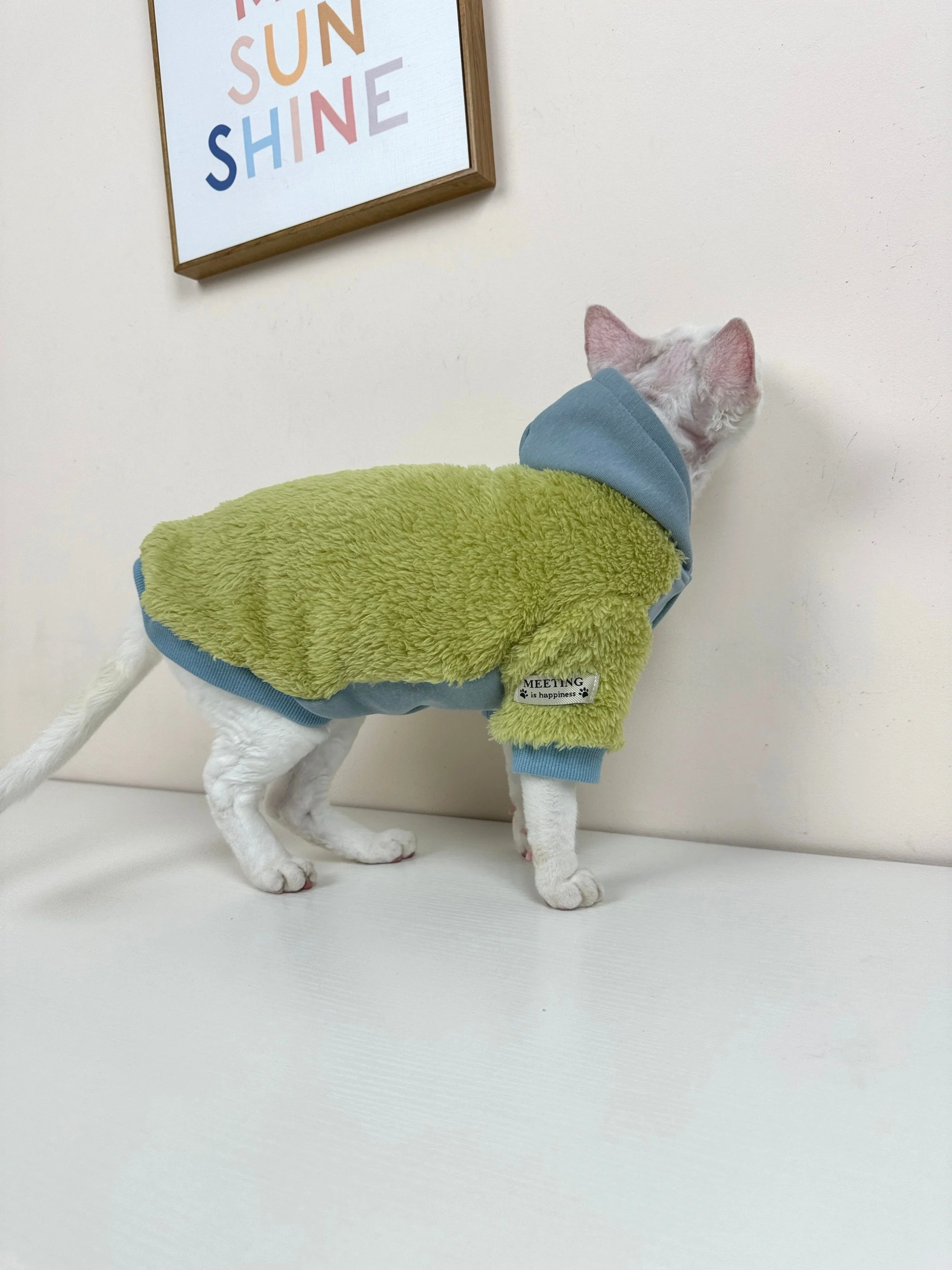 Gato sphynx con cárdigan de manga larga
