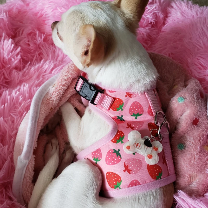 Arnés de malla ajustable de poliéster para gatos, chaleco para caminar, correa de plomo para cachorros, Collar para perros pequeños y medianos, accesorios para mascotas - imagen 2