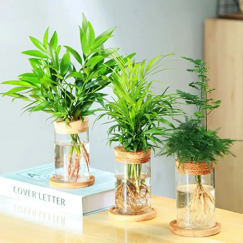 Terrario acuático de vidrio con tapa de madera, jarrón de plantas y peces hidropónicos de moda Ins para adorno de escritorio de sala de estar - imagen 3
