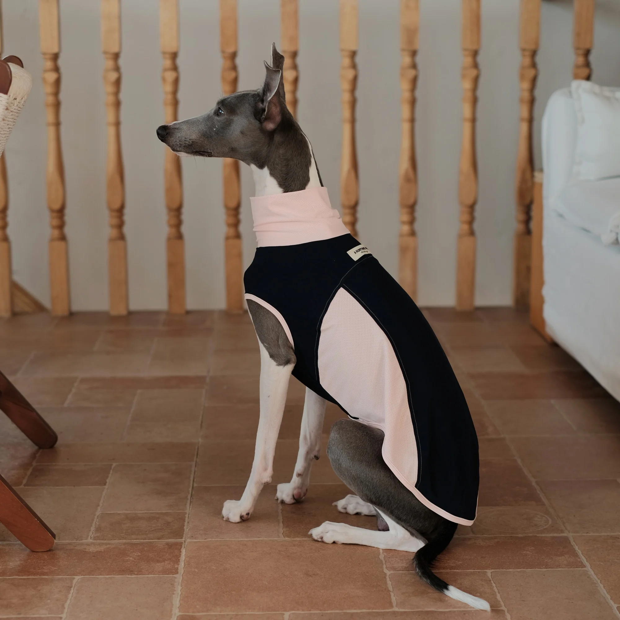 Chaleco transpirable verano perro Galgo Italiano Whippet UPF50+ color - imagen 3