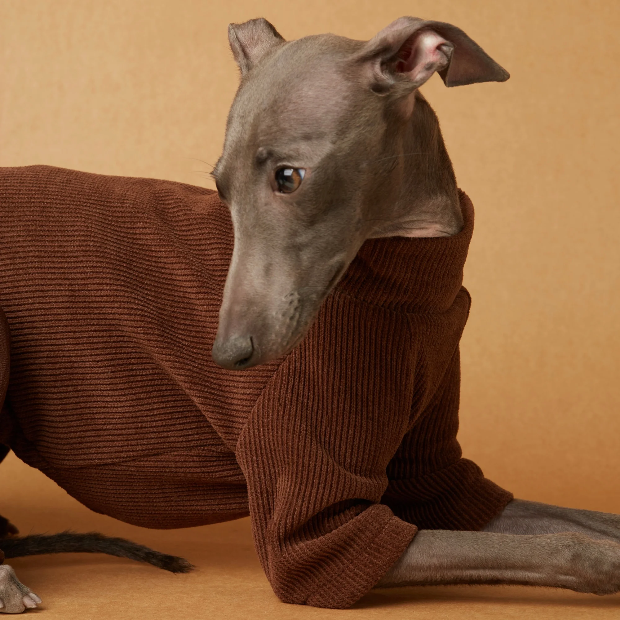 Sudadera polar de cuatro patas para perros en invierno, elegantes pantalones acampanados de PU de café para galgo italiano, abrigo de otoño para Whippet - imagen 3