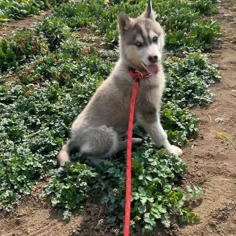 Suministros para caminar para mascotas, cuerda antideslizante de nailon de 150cm para perros pequeños y medianos, Bulldog Francés, Corgi, cachorro, juego de correa y Collar reflectantes - imagen 3