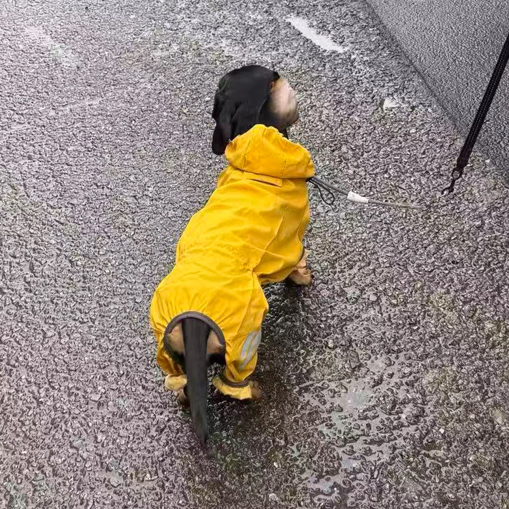 Impermeable amarillo para Dachshund y perros pequeños con reflectante - imagen 5