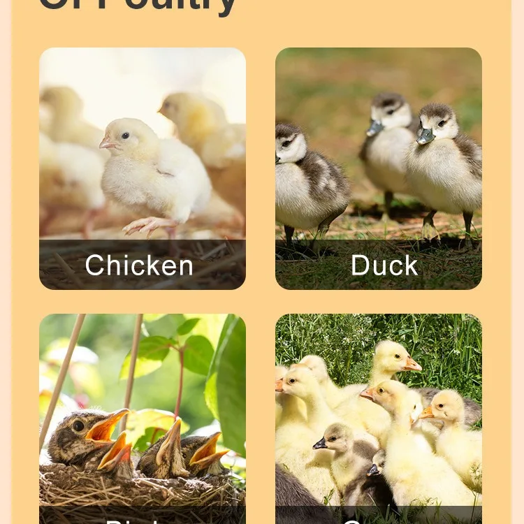 Placa calefactora para pollitos – Calentador para incubadora de aves - imagen 3