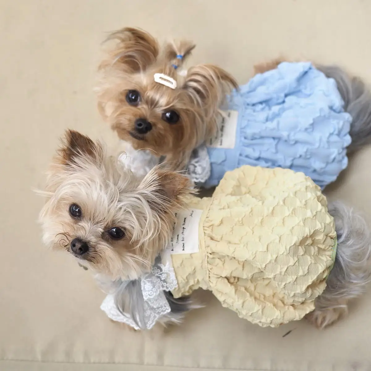 Camisola para mascotas, falda de calabaza de colores, falda de calabaza, falda de burbuja, ropa de verano para gato, perro, ropa de princesa Linda - imagen 3