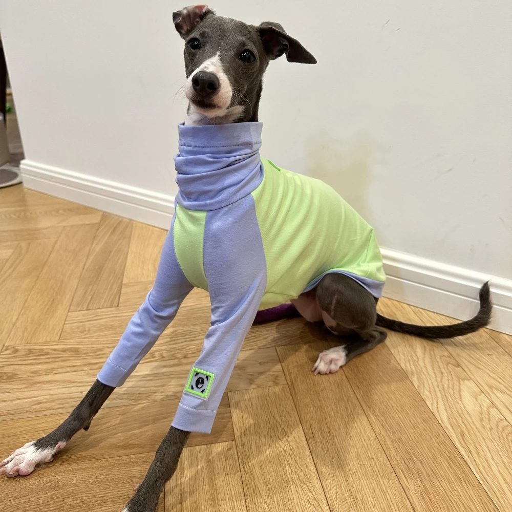 Camiseta primavera-verano algodón para Whippet y Galgo Italiano - imagen 5